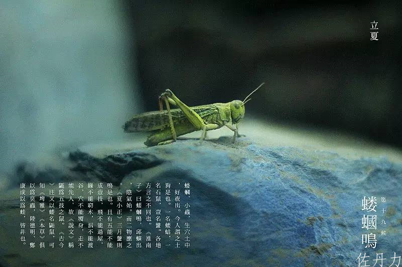 立夏 | 佐丹力159,“中国粥,家之味”