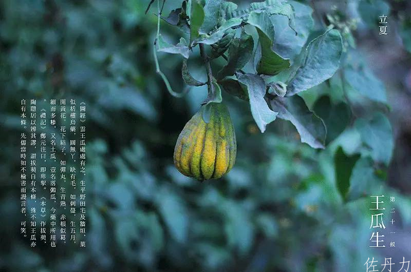 立夏 | 佐丹力159,“中国粥,家之味”