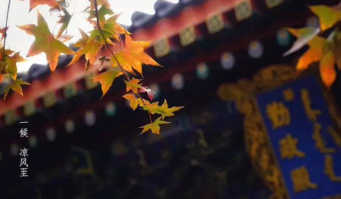 立秋 | 佐丹力159,“中国粥,家之味”