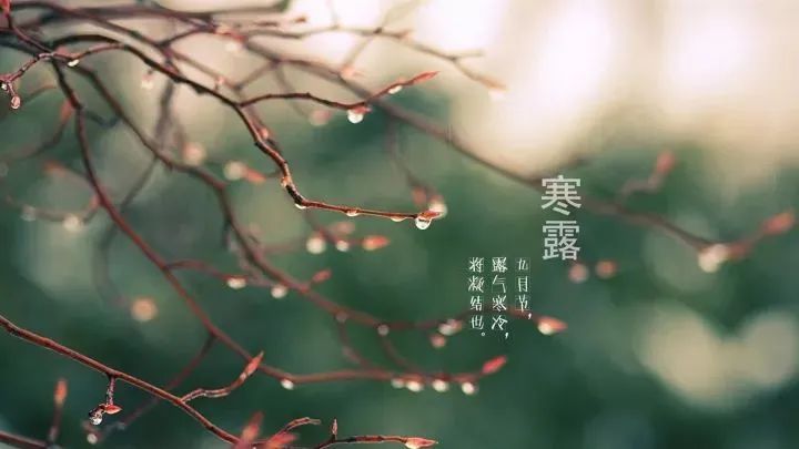 寒露 | 佐丹力159,“中国粥,家之味”