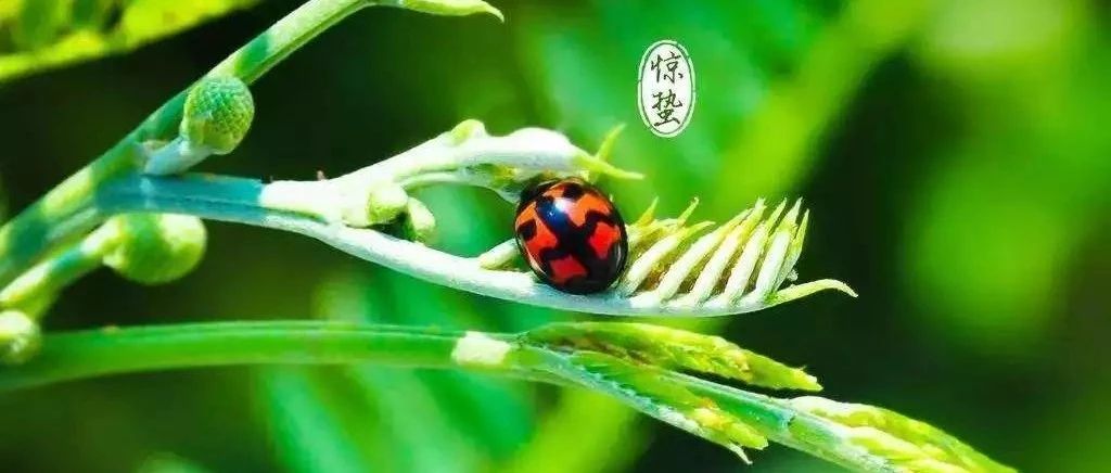 【惊蛰】远离&quot;春困&quot;，养生当此时