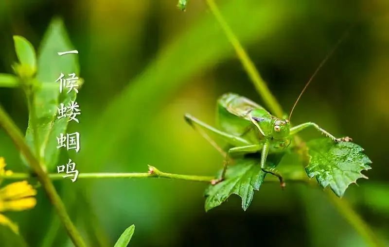 立夏｜多吃杂粮好，佐丹力真好！