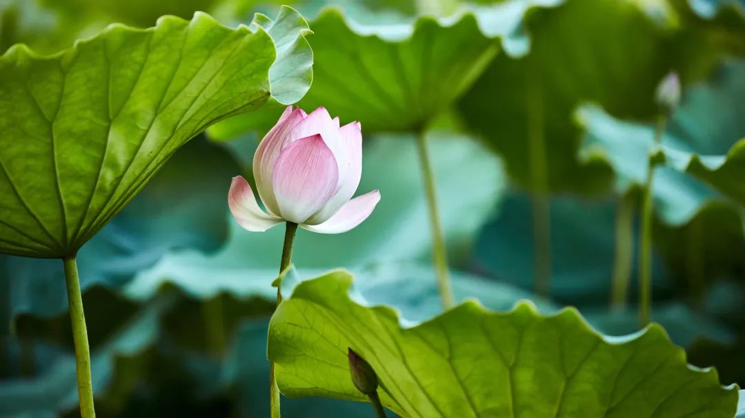 芒种|多吃杂粮好,佐丹力真好!