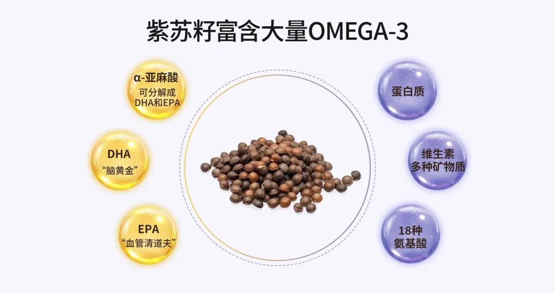 99%的国人都不了解的紫苏籽,为何让日本人如此钟爱?