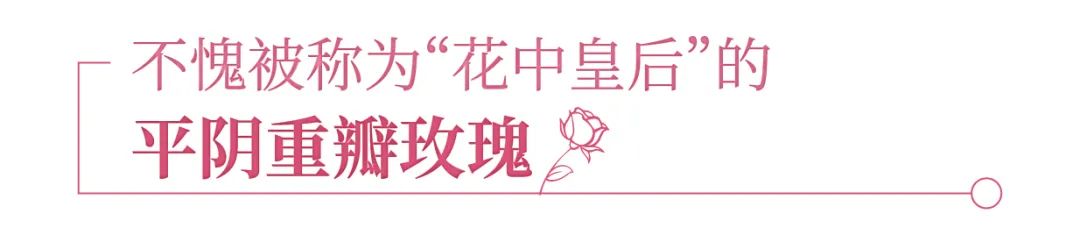 用一朵花开的时间,带你了解盛开在“世界玫瑰的东方起点”的平阴重瓣玫瑰