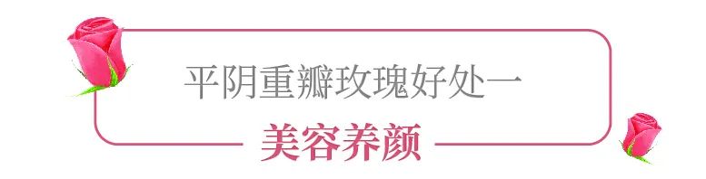 用一朵花开的时间,带你了解盛开在“世界玫瑰的东方起点”的平阴重瓣玫瑰