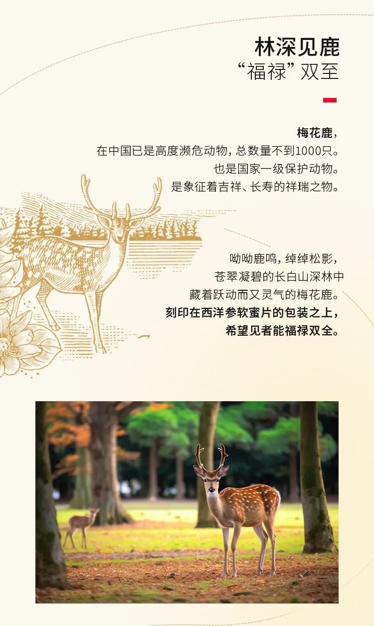 带你走进西洋参软蜜片的包装世界——长白山自然生态与健康能量的完美融合