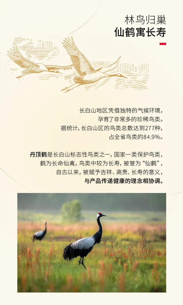 带你走进西洋参软蜜片的包装世界——长白山自然生态与健康能量的完美融合